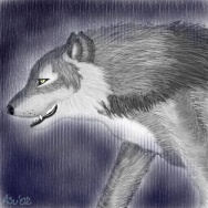 Wolf's Rain by asu02