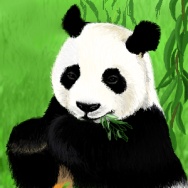 Panda by Noemi