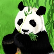 Panda by Noemi