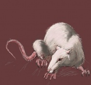 stefan - the rat by banshee