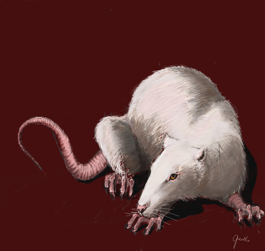 stefan - the rat by banshee - 18:35,  2 Jul 2007