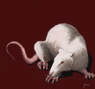 stefan - the rat by banshee
