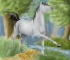 Grey Horse by konik