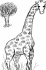 Moja pierwsza...żyrafa :D by Muszek