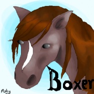 Boxer by ashy