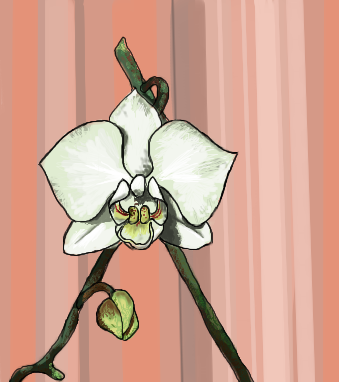 orchidea by qubicka - 23:34,  1 Jun 2008