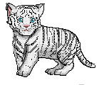 white tiger by Nayu - 19:12, 24 Jan 2009