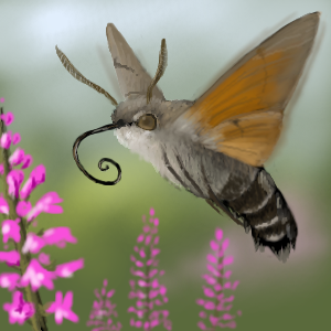 Macroglossum stellatarum by osiem - 21:34,  6 Mar 2009