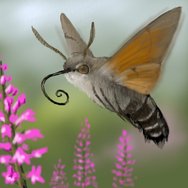 Macroglossum stellatarum by osiem