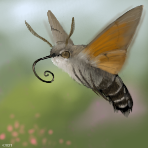 Macroglossum stellatarum by osiem - 21:34,  6 Mar 2009