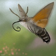 Macroglossum stellatarum by osiem