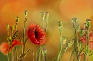 Mohn by BlacKxPrincesS