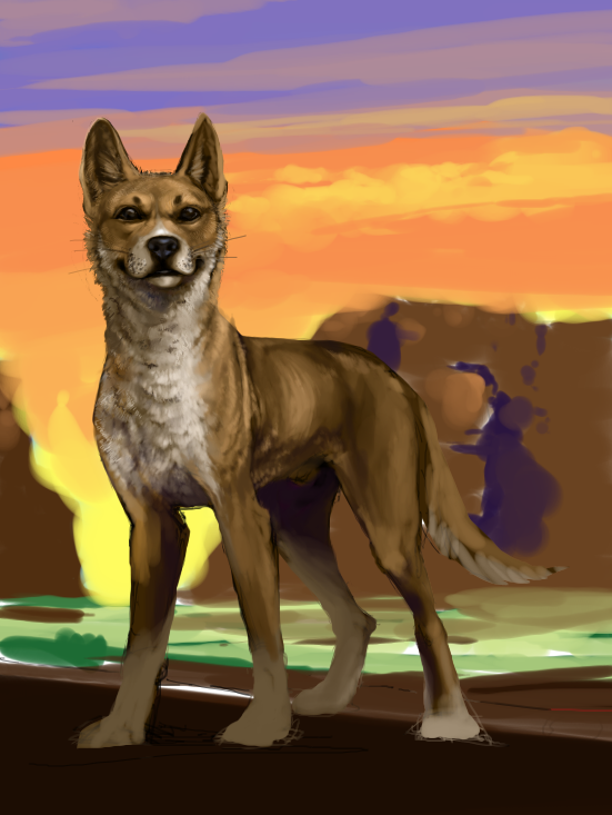 super hepi dingo by Furreh - 13:49, 18 Oct 2013